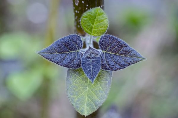 paulownia-tree-new-leaves-closeup-2022-04-12-03-28-11-utc