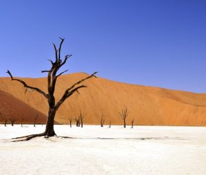 pexels-pixabay-68661